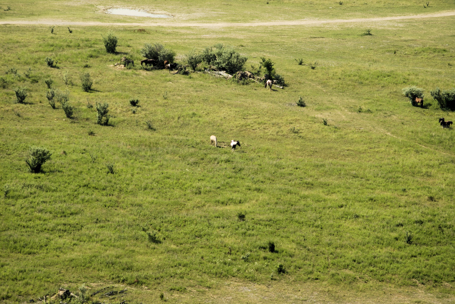 pasture-land