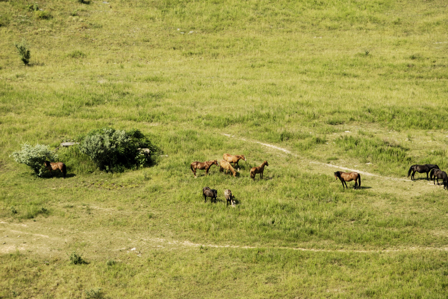 pasture-land