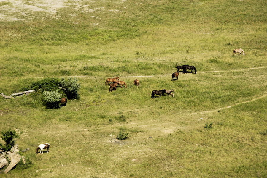 pasture-land